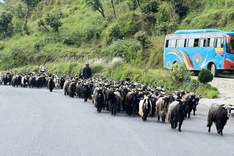 रारादेखि फेवा तालसम्म च्याङ्ग्रा व्यापारीको यात्रा