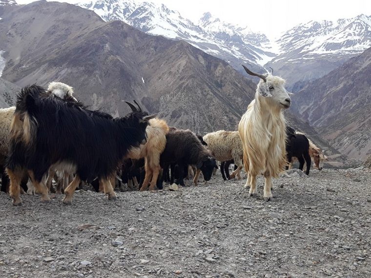 बुकीमा चरेका च्याङ्ग्राको माग उच्च