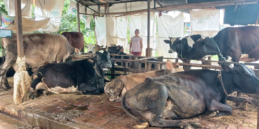 गाईपालक किसानलाई पालिकाद्वारा अनुदान