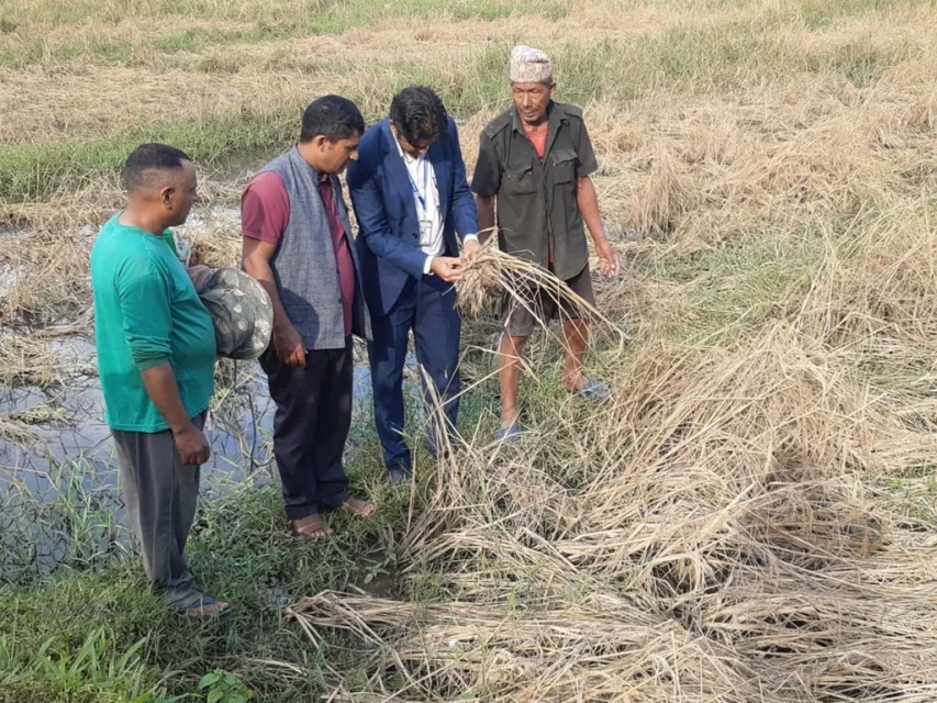 फेवाफाँटको जेठोबुढोमा गभारो : भित्राउने बेला धान न पराल