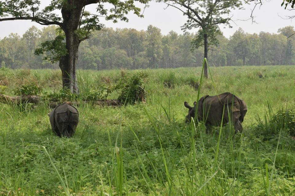 चितवन राष्ट्रिय निकुञ्जमा आजदेखि आन्तरिक गैँडा स्थानान्तरण