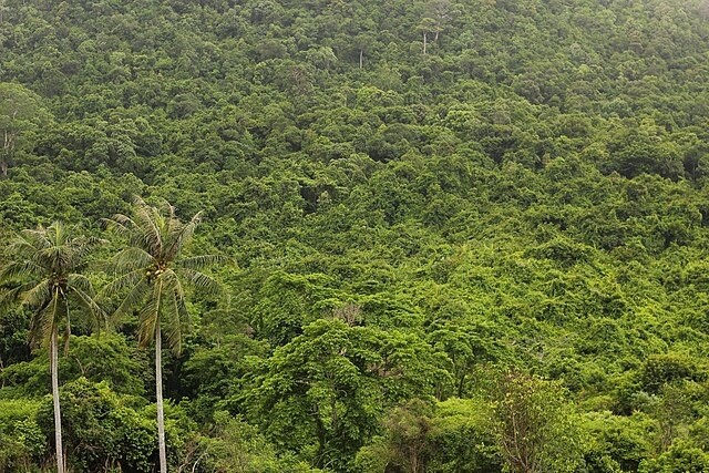 वनको संरक्षणमा जुट्दै सत्रखर्क कालीलेकका उपभोक्ता