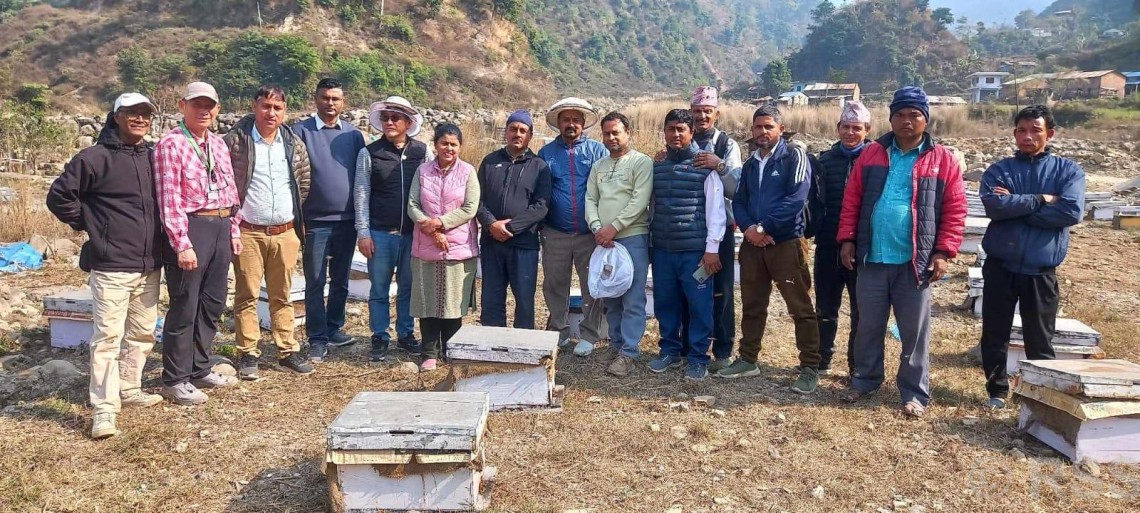 नेपालमा पहिलो पटक मौरी घारमा देखियो ‘ट्रोपिलाप्सिस माइट’