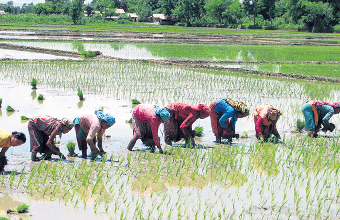 गण्डकी प्रदेशमा करिब ५० प्रतिशत क्षेत्रफलमा रोपाइँ