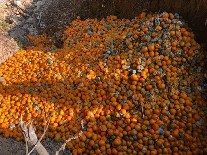 शीतभण्डारमा ६३ टन सुन्तला कुहिएपछि वैज्ञानिक अनुसन्धान गरिँदै