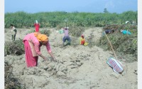 माघेसङ्क्रान्ति नजिकिएसँगै सर्लाहीका किसानलाई तरुल खन्न भ्याइनभ्याइ