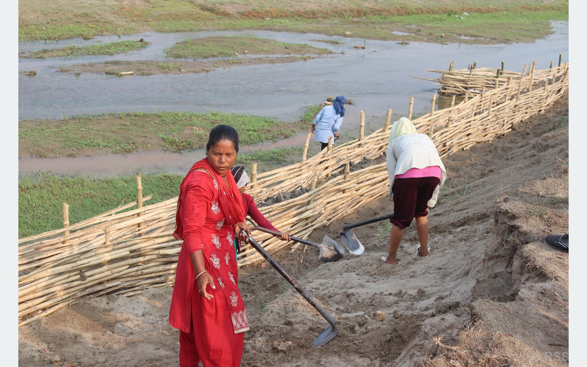 कञ्चनपुरमा भूक्षय नियन्त्रणमा जैविक तटबन्ध प्रभावकारी