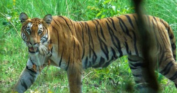 बस्तीमा पसेको बाघले तीन पशुचौपाय मार्‍यो