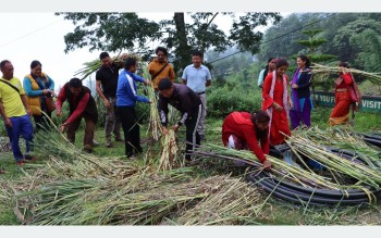 तलब खर्च गरेर नगर उपप्रमुखले बाँडे नि : शुल्क घाँसको बिरुवा