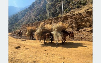 गाउँमा मोटर गुड्न थालेपछि घाँस र मल बोक्छन् खच्चड