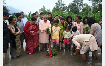 शीतल निवासमा धान रोपाइँ