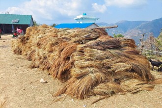 कबुलियत वनमा लगाइएको अम्रिसो बेचेर ३ करोड बढी आम्दानी