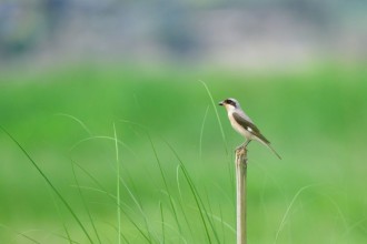 मनोहरामा देखियो ‘लेसर ग्रे स्राइक’ जातको नयाँ चरो