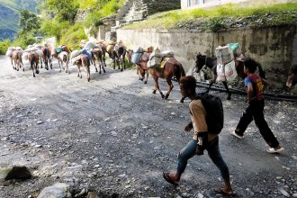 ढुवानीको माध्यम खच्चड