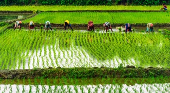 ५० प्रतिशत रोपाइँ मनसुनी वर्षाकै भरमा