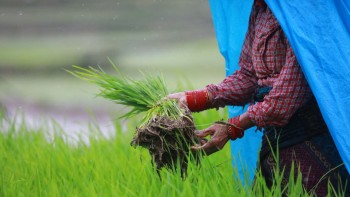 देशभर ९८ प्रतिशतभन्दा धेरै धान रोपाइँ