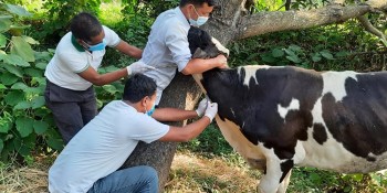 बागलुङमा दुई लाख १६ हजार पशुलाई लगाइयो खोप