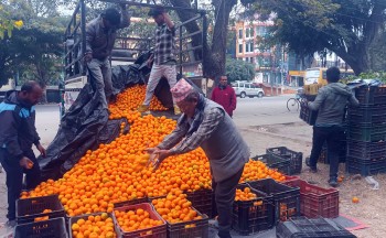 दमकमा  सुन्तलाको व्यापार