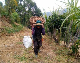 ६ करोडभन्दा बढीको अदुवा गाउँबाटै बिक्री