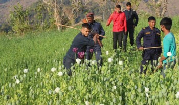 पन्चान्नब्बे रोपनीमा लगाइएको अफिमखेती फँडानी