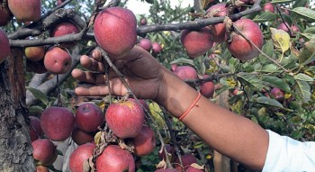 कालीकोटमा प्रतिकिलो ५० रुपैयाँमा स्याउ बिक्री 