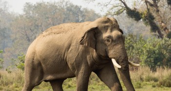 जङ्गली हात्तीबाट गहुँबाली जोगाउन रातभर जाग्राम