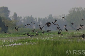 तालतलैयामा आगन्तुक चराको चहलपहल, जलपन्छी गणना सुरु