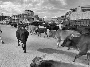 छाडा पशुलाई गौशालामा राखिने