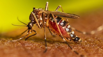 काठमाडौं महानगरले डेङ्गु नियन्त्रण गर्न परिचालन गर्‍यो ६४ नगर प्रहरी