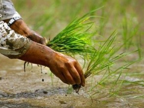 आज असार १५, राष्ट्रिय धान दिवस मनाइँदै