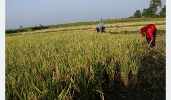 परम्परागत बीउले धान उत्पादन बढेन