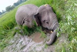 वयस्क पोथी हात्ती मृतावस्थामा फेला