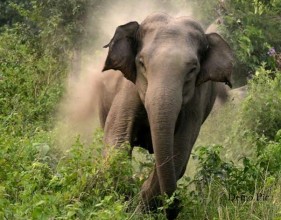 मोरङमा हात्तीको आक्रमणबाट १ जनाको मृत्यु