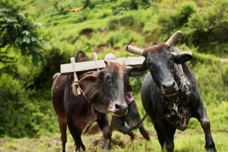 रिब्दीकोटमा गोरु पाल्ने किसानलाई प्रोत्साहन भत्ता