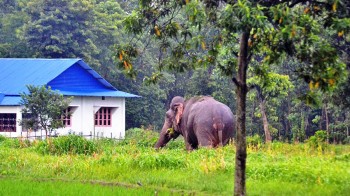 जंगली हात्तीको आतंक, आगो बालेर तर्साए पनि भागेन