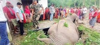 सेफ्टी ट्याङ्कीमा परी जङ्गली हात्तीको मृत्यु