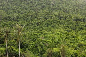 भारतको वन क्षेत्रमा वृद्धि : प्रतिवेदन