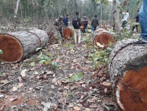 अवैधरूपमा काठ चोरी निकासी गर्नेविरुद्ध मुद्दा दर्ता