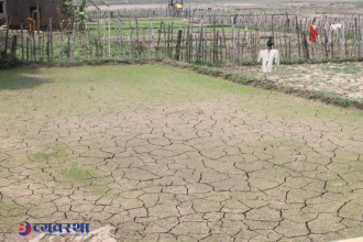 खडेरीले सुक्यो धानको बीउ, रोपाइँ प्रभावित