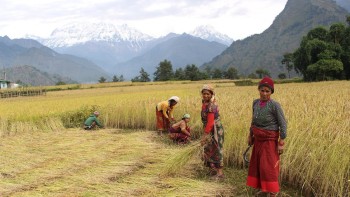 जनशक्ति नहुँदा बाली भित्राउन समस्या