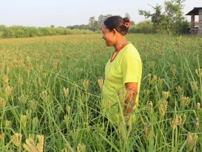 व्यावसायिक कोदो खेतीतर्फ आकर्षित हुँदै बराहक्षेत्रका किसान