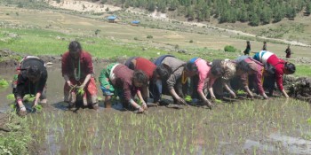 जुम्लाका किसानलाई मार्सी रोपाइँको चटारो