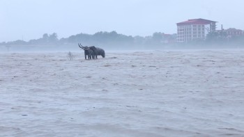 नारायणीको जल सतह अझै पनि सतर्कता तहमाथि, सुरक्षित रहन आग्रह