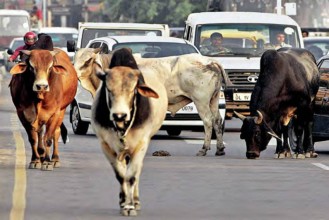 कृषिमा छाडा चौपाया र बजारीकरण प्रमुख समस्या