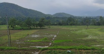 खडेरीले बारामा दक्षिणी भागमा रोपाइँ भएन