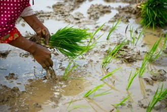 पर्सामा ६० प्रतिशत रोपाइँ