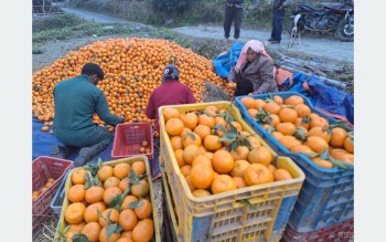 नवलपरासी पूर्वमा आठ करोड बढीको सुन्तला उत्पादन