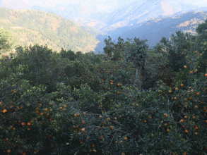 बागलुङमा सुन्तला उत्पादनमा कमी