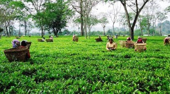 उचित पारिश्रमिक नपाएको भन्दै चिया उद्योगका श्रमिक आन्दोलित