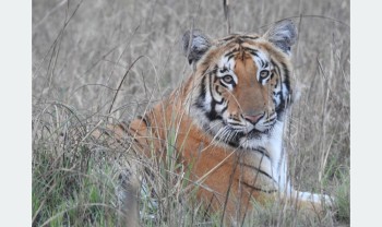 शुक्लाफाँटा राष्ट्रिय निकुञ्जमा पाटेबाघको सङ्ख्या बढ्यो